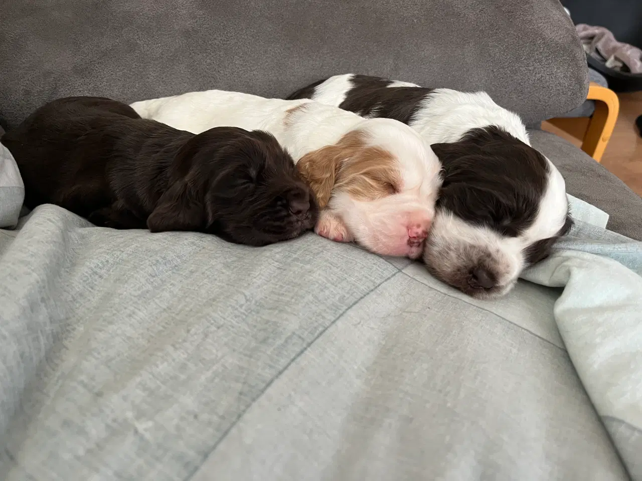 Billede 1 - Stue opdrætte cocker spaniel 