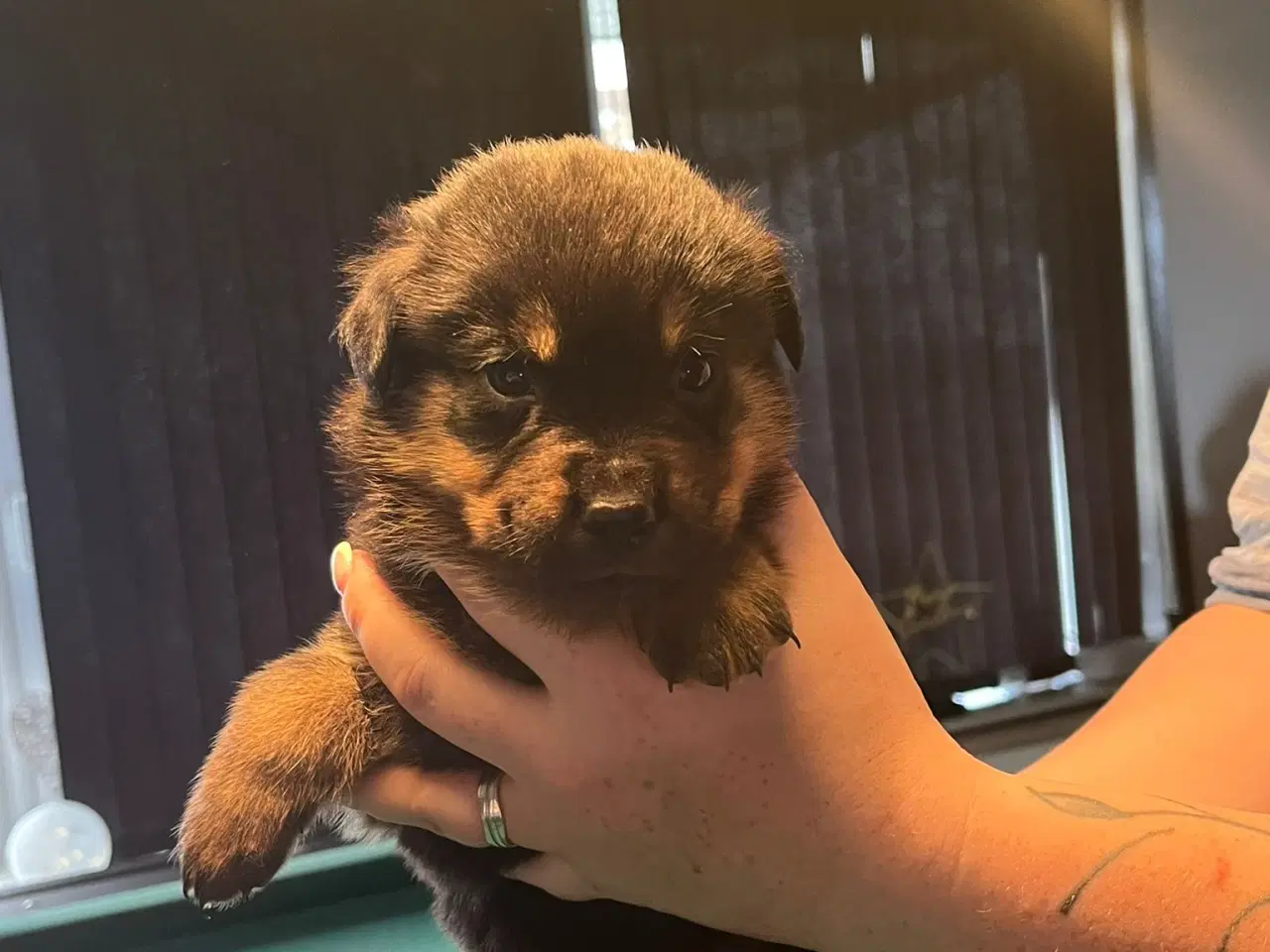 Billede 2 - Ægte Rottweiler