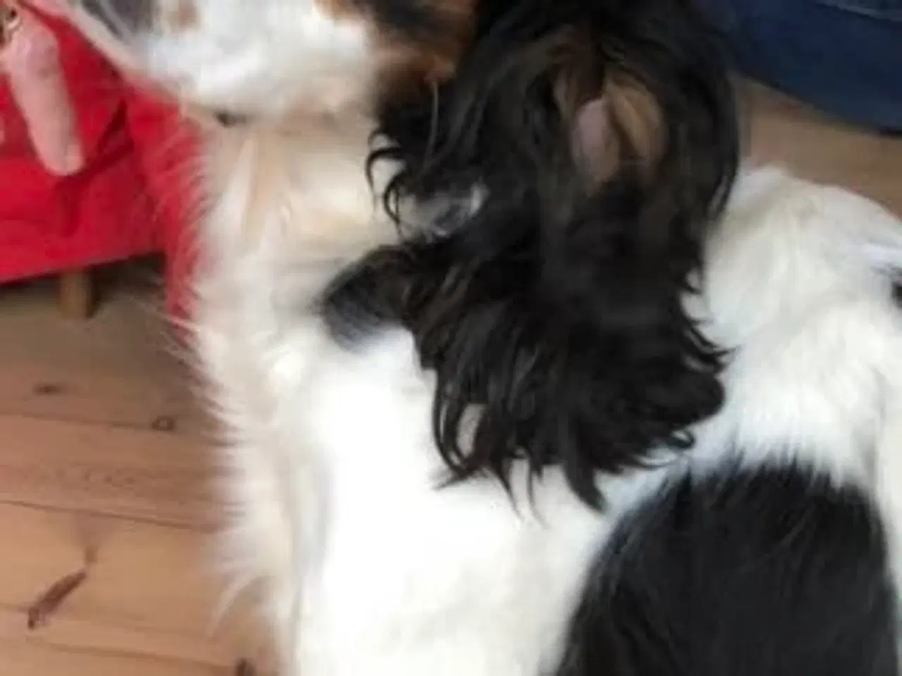 Billede 6 - Engelsk cocker spaniel