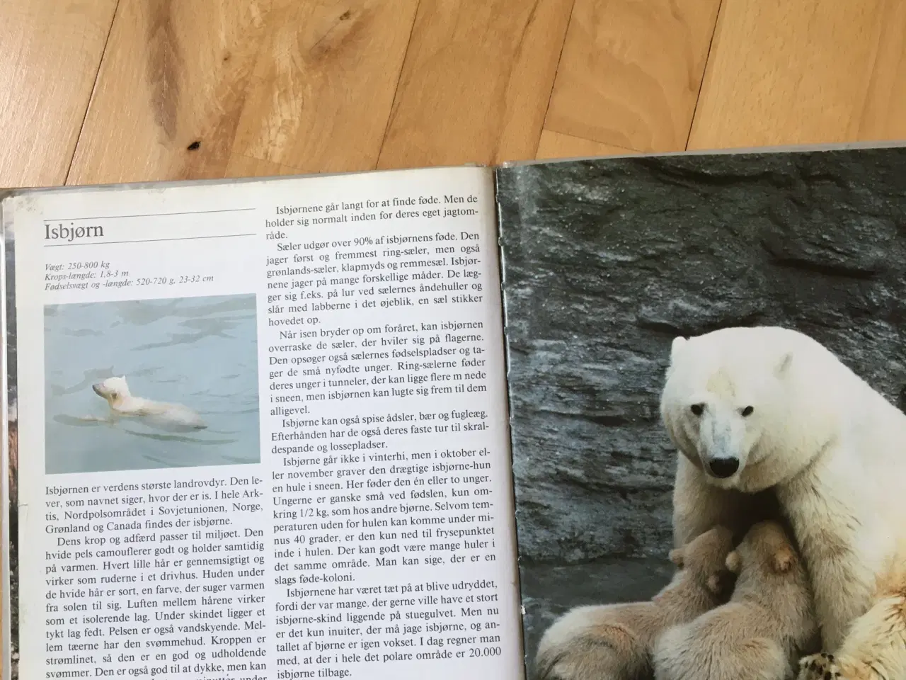 Billede 3 - Bog om bjørne. Skarvs naturbibliotek/Høst & Søn.