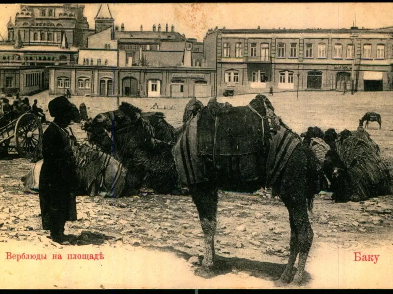 Billede 1 - Baku - (Aserbajdsjan) - Kameler på Torvet - Ubrugt