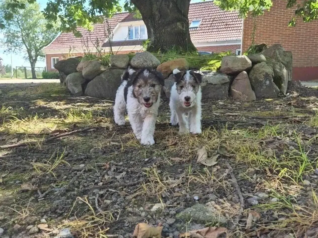 Billede 1 - Foxterrier hvalpe 8 uger