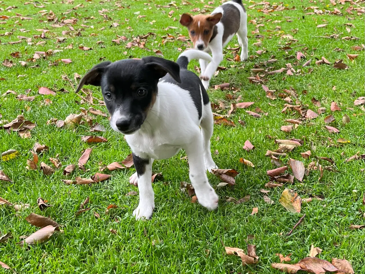 Billede 16 - Dansksvensk Gårdhund hvalpe