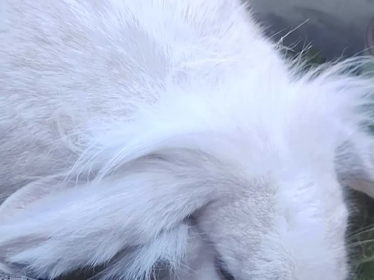 Billede 4 - Sødeste hun kanin sgr nyt hjem