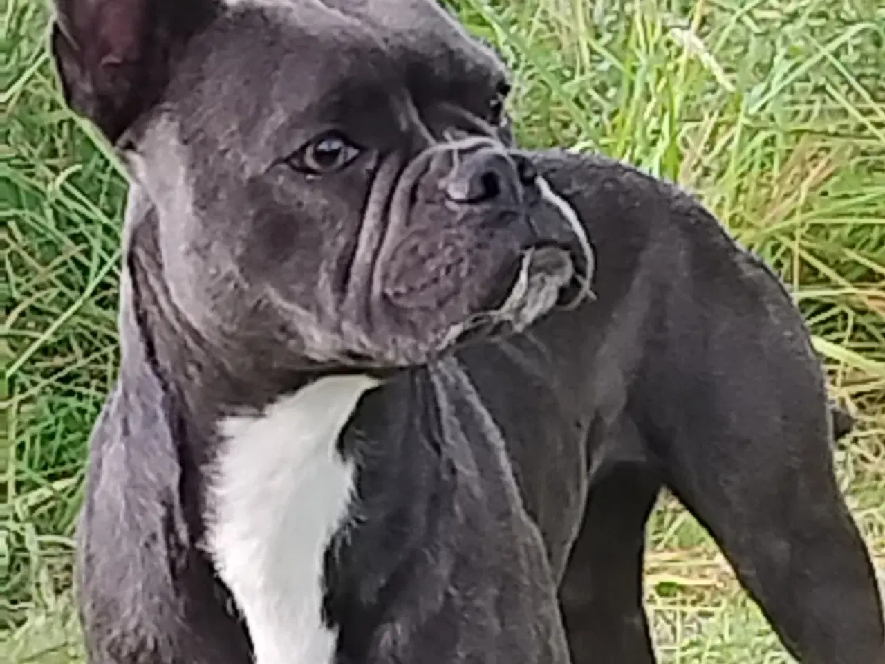 Billede 2 - Fransk bulldog Old English blanding 