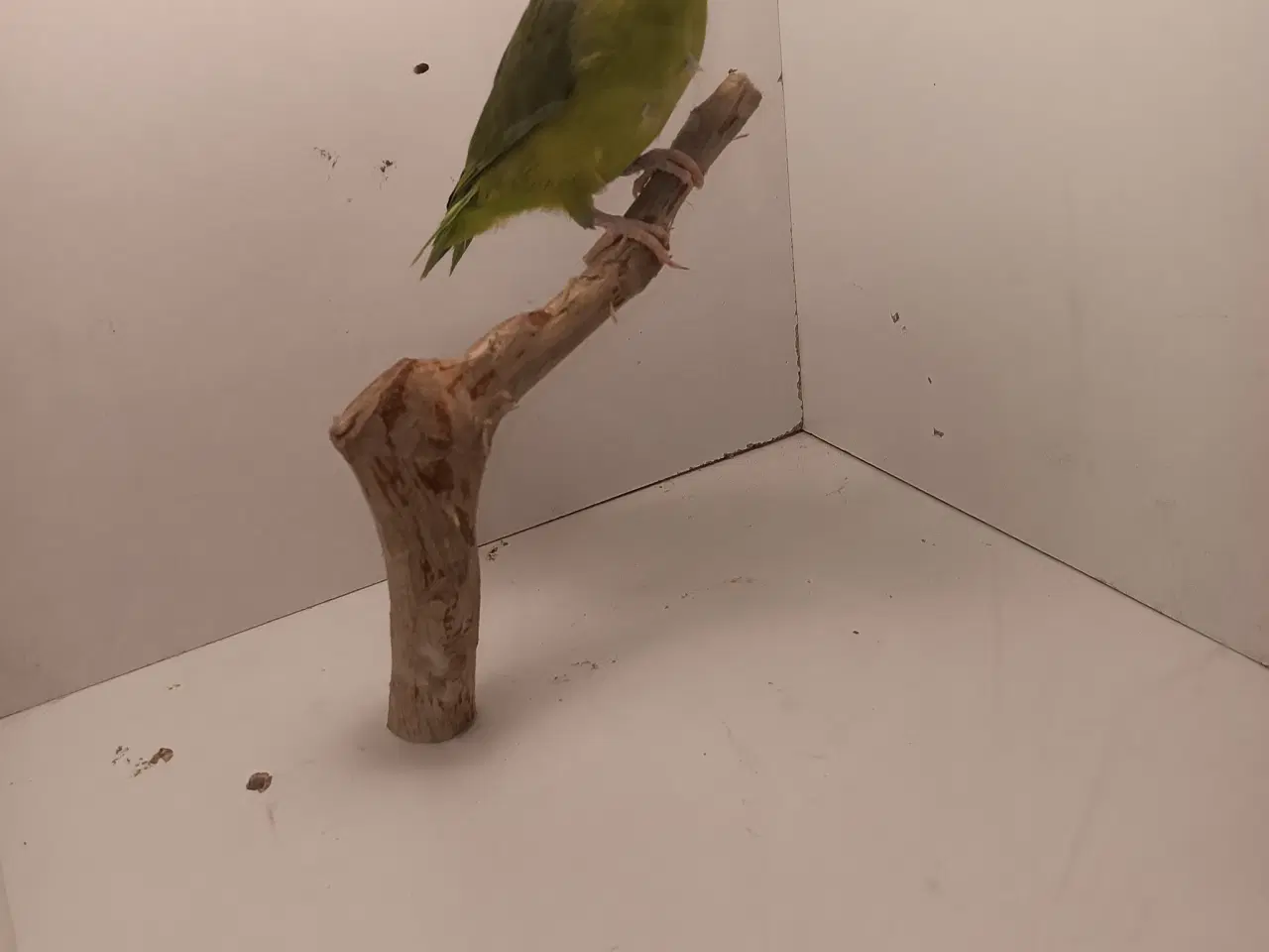 Billede 1 - 0,1 lesson spuvepapegøje natur