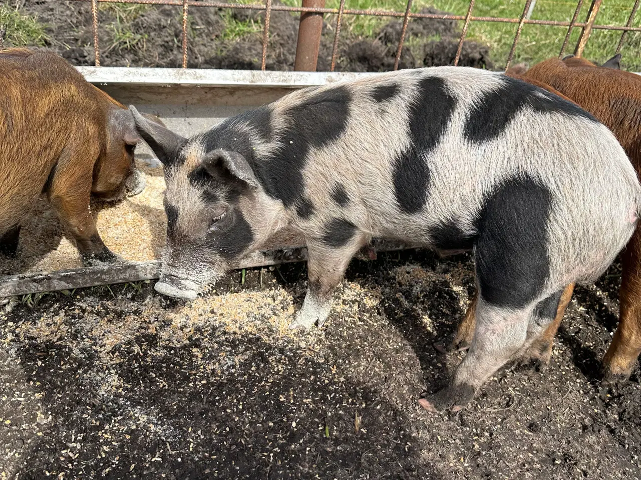 Billede 1 - Duroc/Gl. Dansk landrace Orne