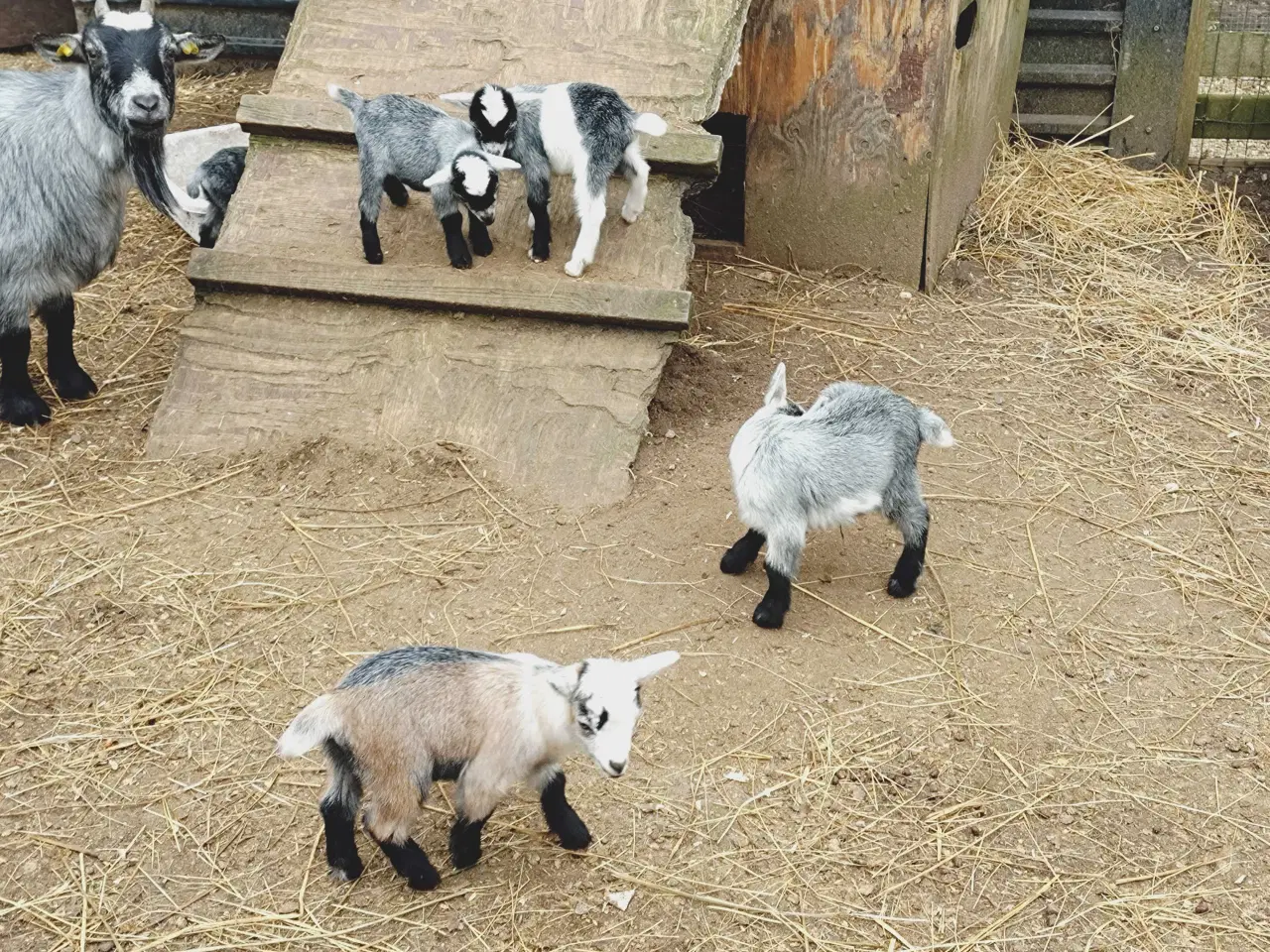 Billede 1 - Dværg gede kid 