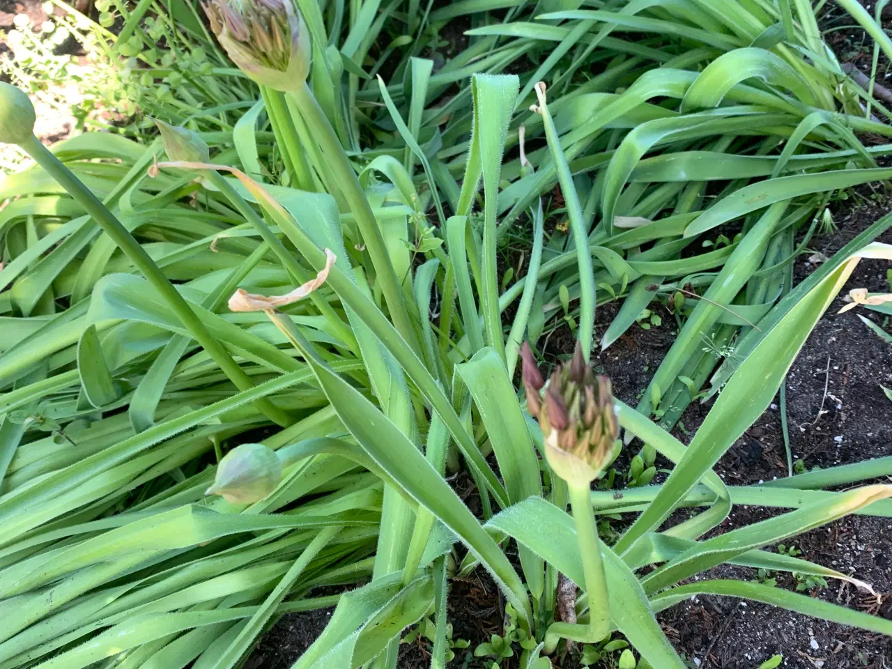 Billede 1 - Allium planter i knop