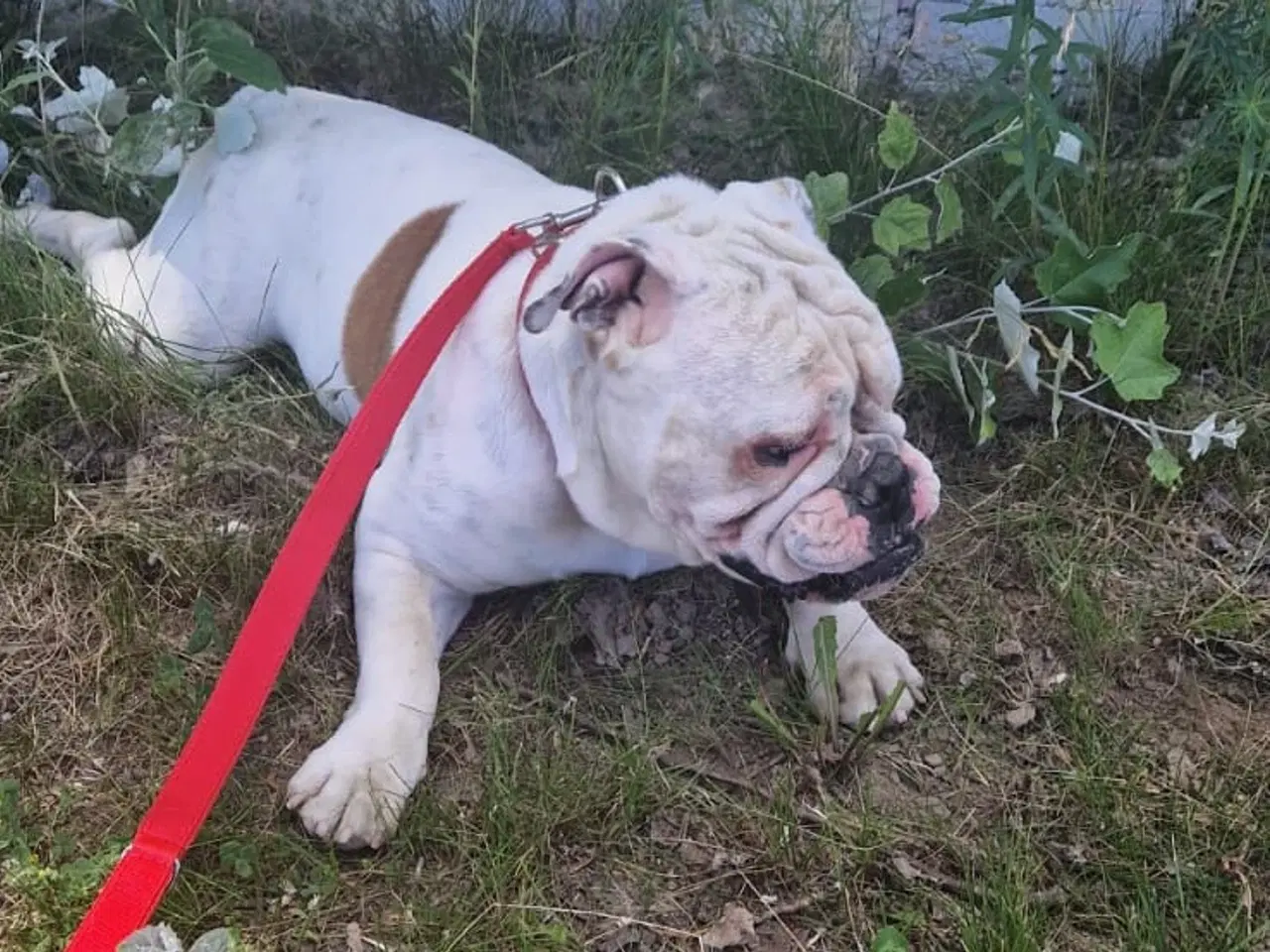 Billede 2 - Engelsk Bulldog 