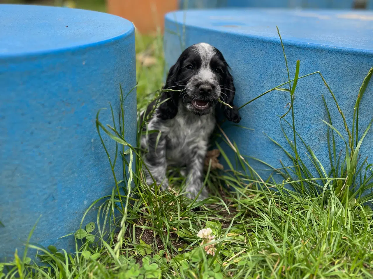 Billede 3 - Cocker spaniel 
