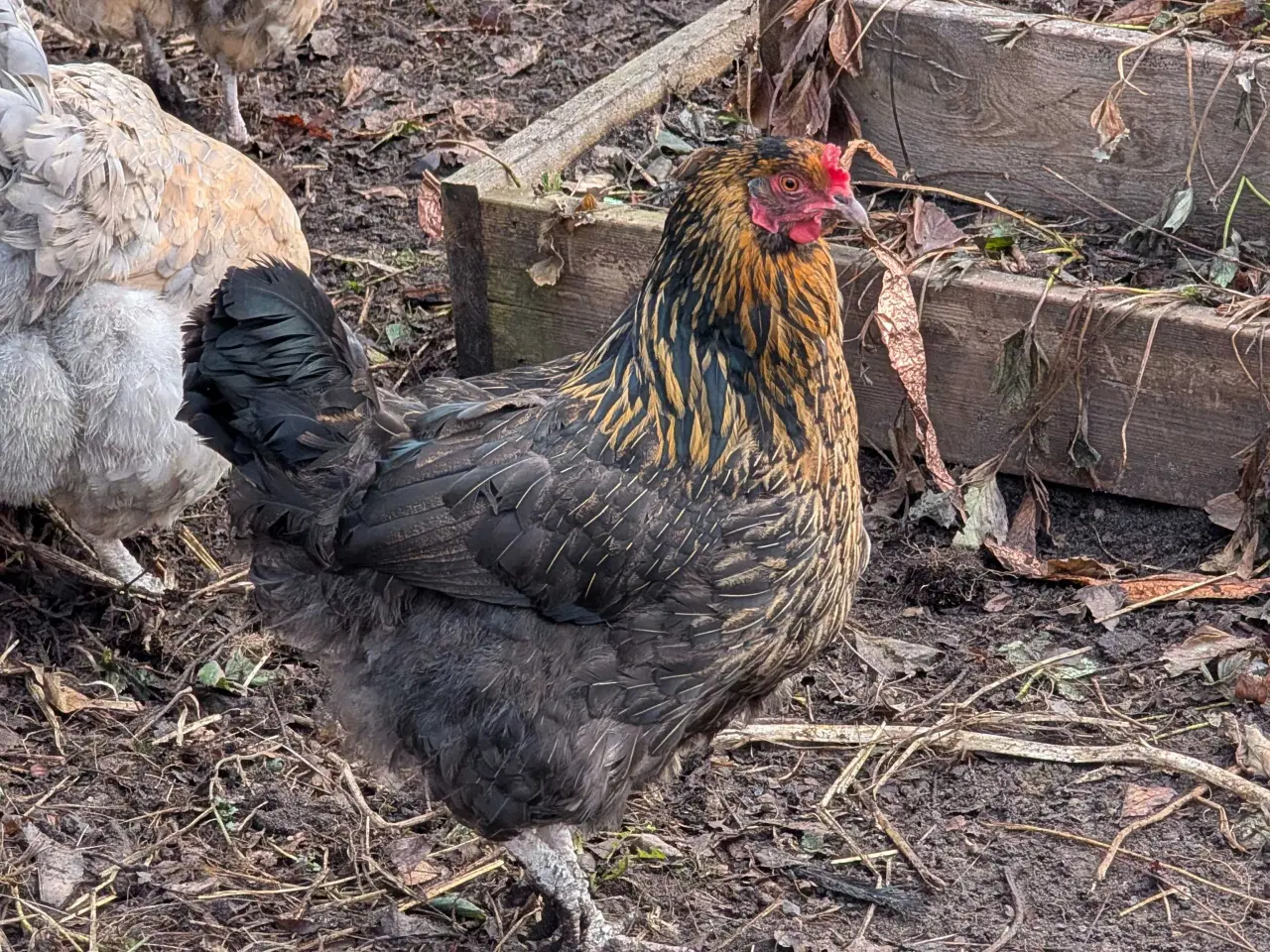 Billede 5 - Blandings høns