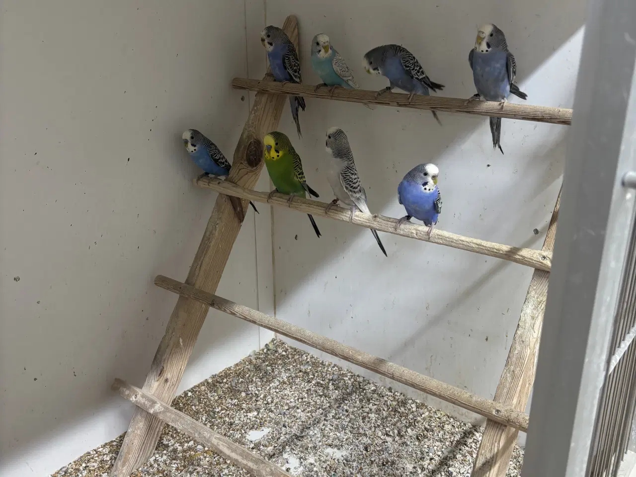 Billede 1 - Australske undulater 