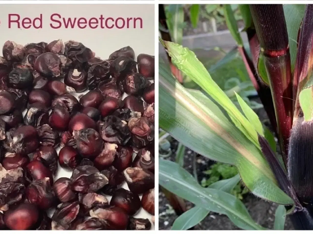 Billede 1 - Sukkermajs frø / kerner: Double Red Sweetcorn