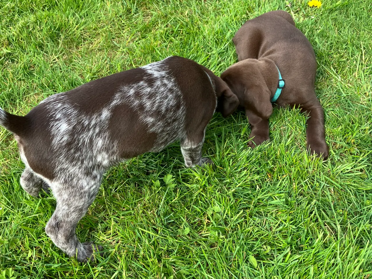 Billede 3 - Korthåret tysk hønsehund. Stærke forældre gener.