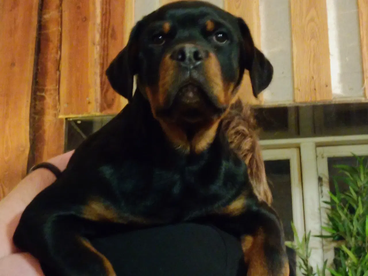 Billede 13 - 5 mdr rottweiler hanner af den gl tunge type