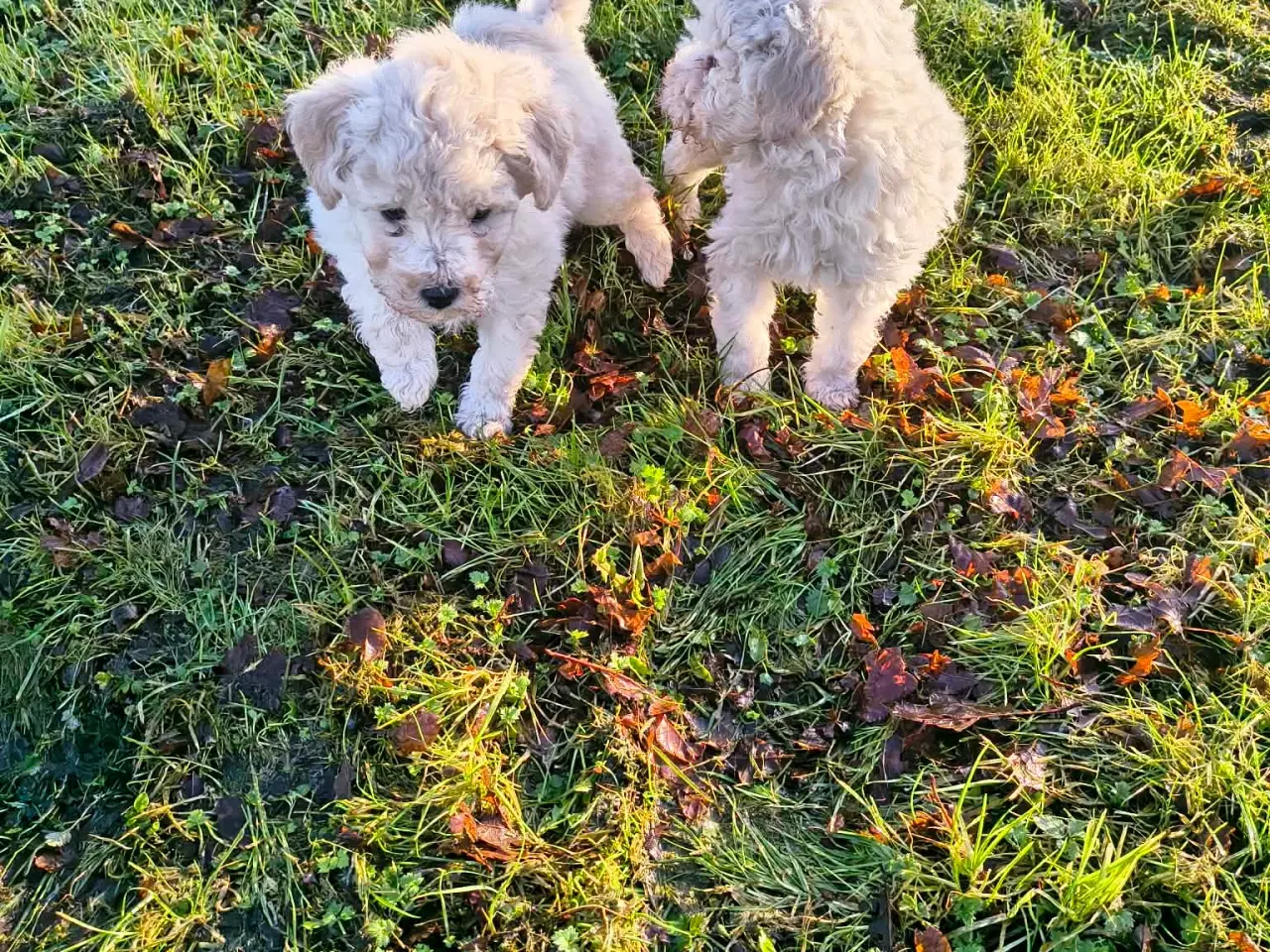 Billede 1 - Mellem puddel hvalpe