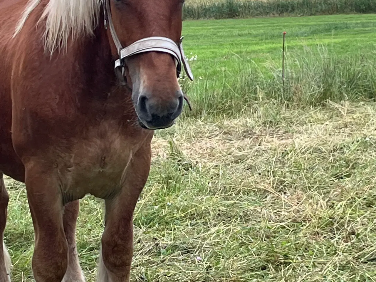 Billede 1 - Jyde hingst plag 