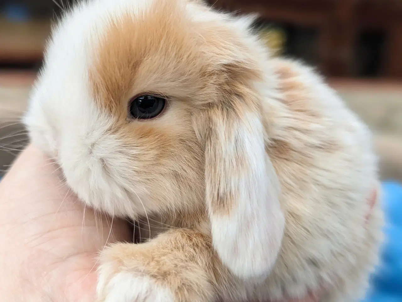 Billede 5 - Minilop kaninunge sælges