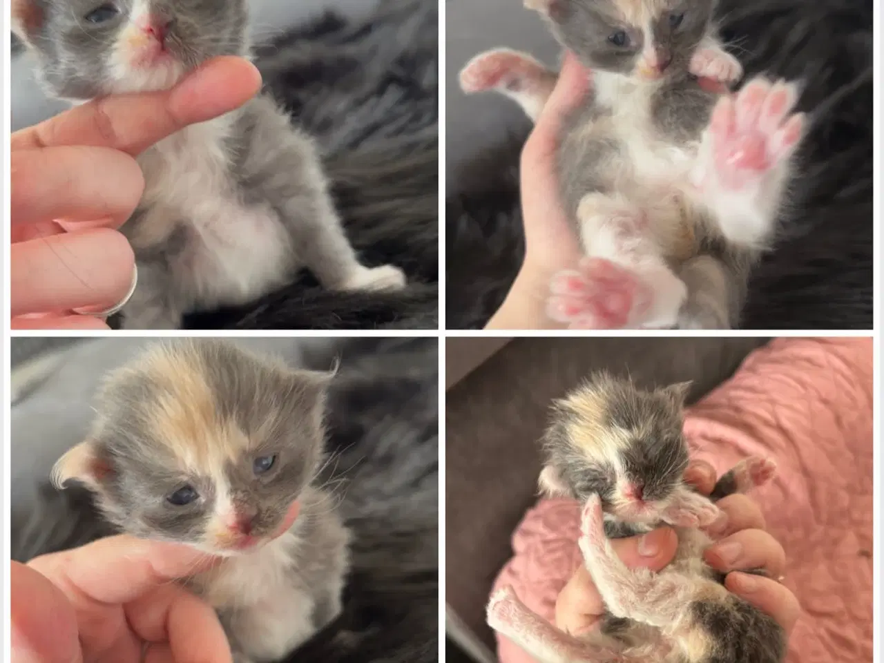 Billede 7 - Lækre Maine coon bamser 