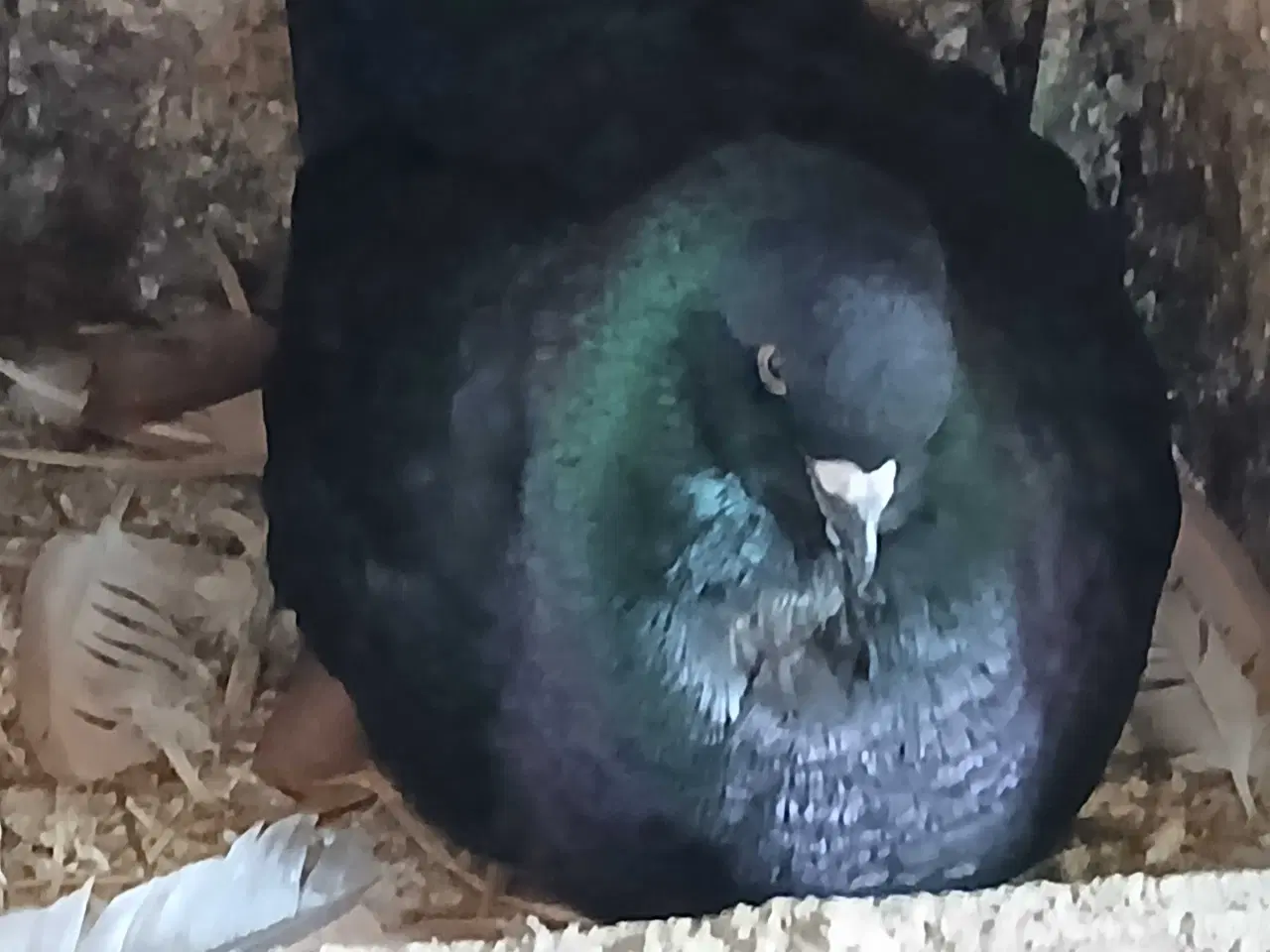 Billede 2 - sort KING han