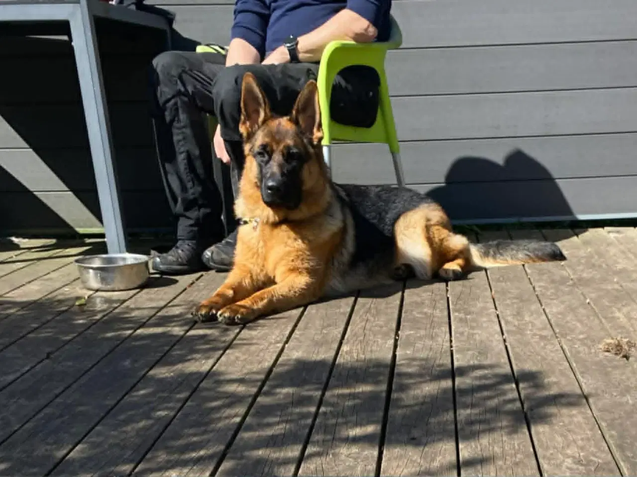 Billede 4 - Skøn schæfertæve på 1 år