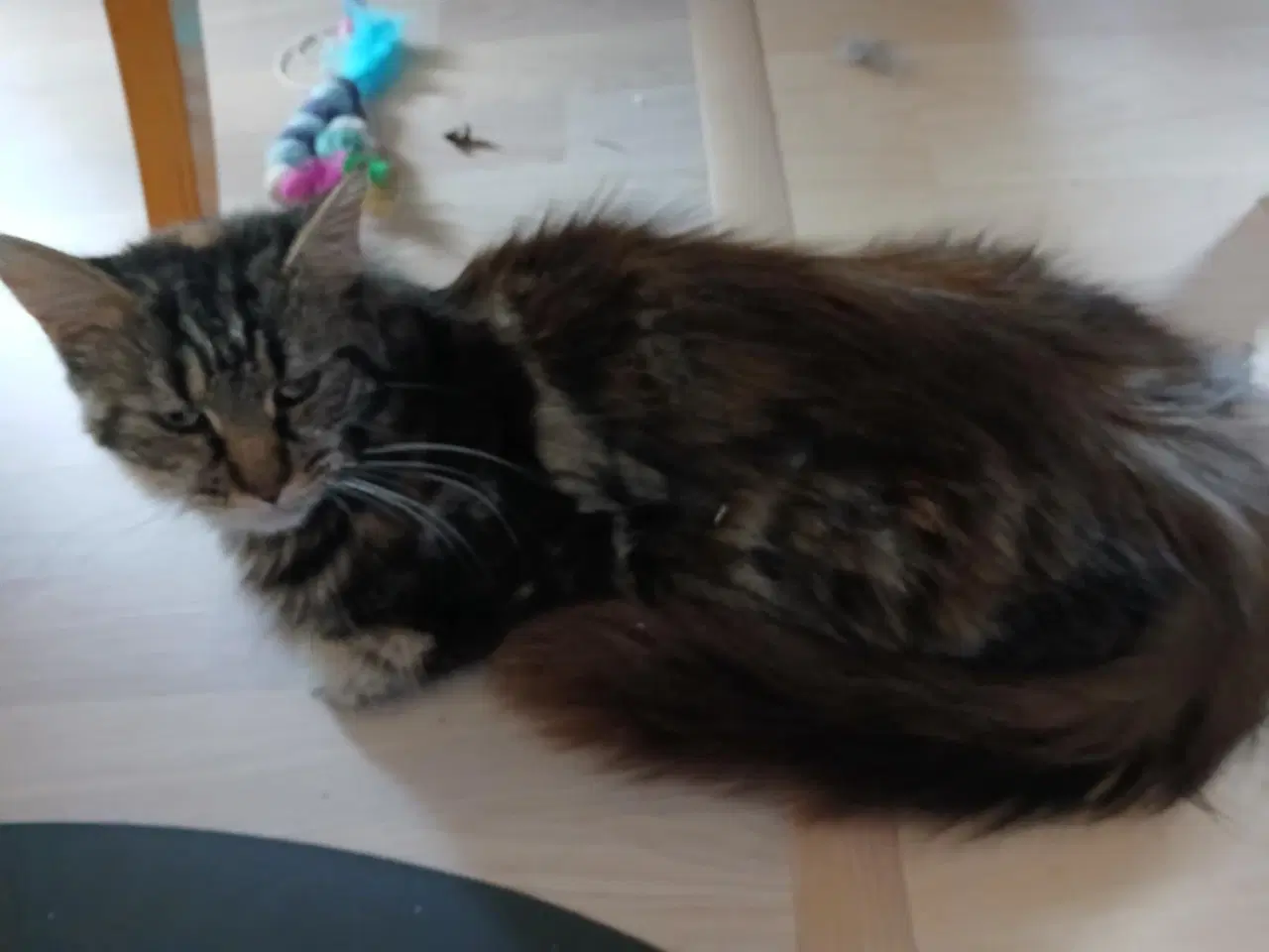 Billede 2 - Lille Maine Coon pige