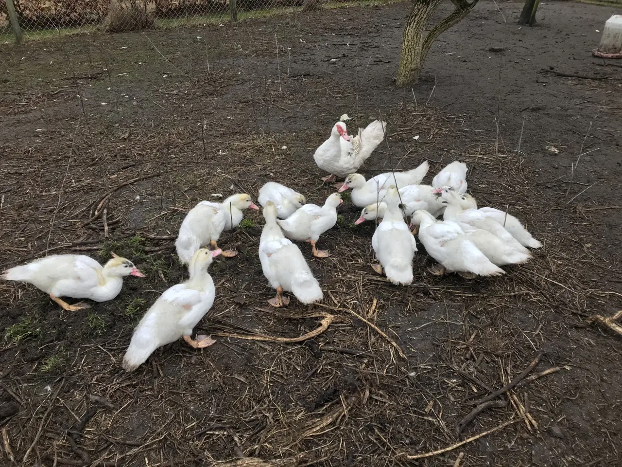 Billede 5 - Franske moskusællinger sælges