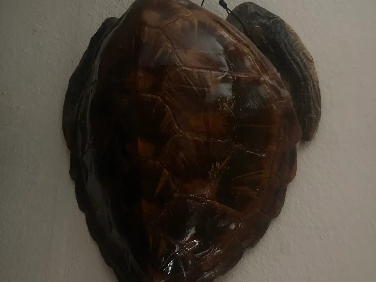 Billede 5 - udstoppet skildpadde 