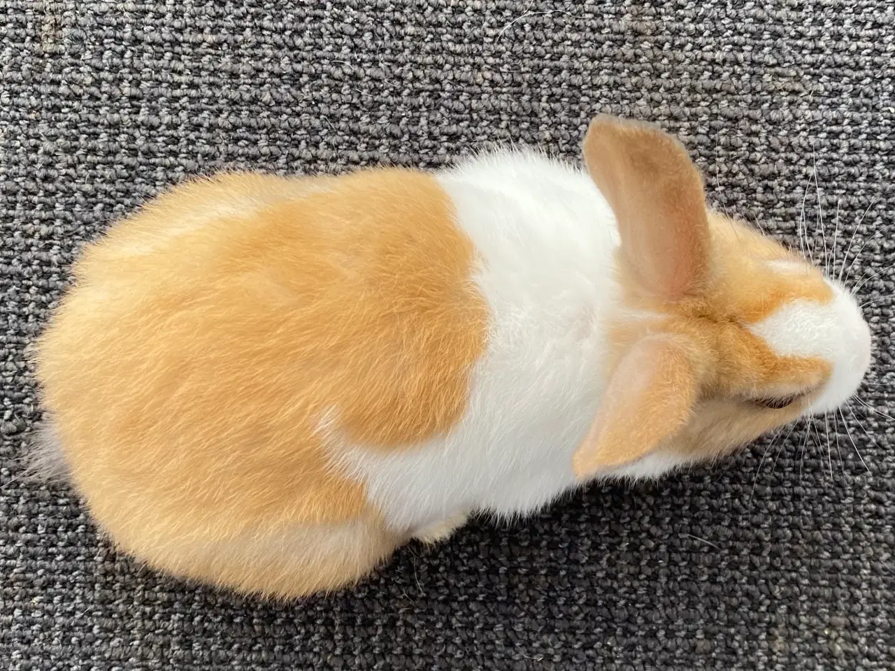 Billede 5 - HOLLÆNDER HAN MADAGASCAR