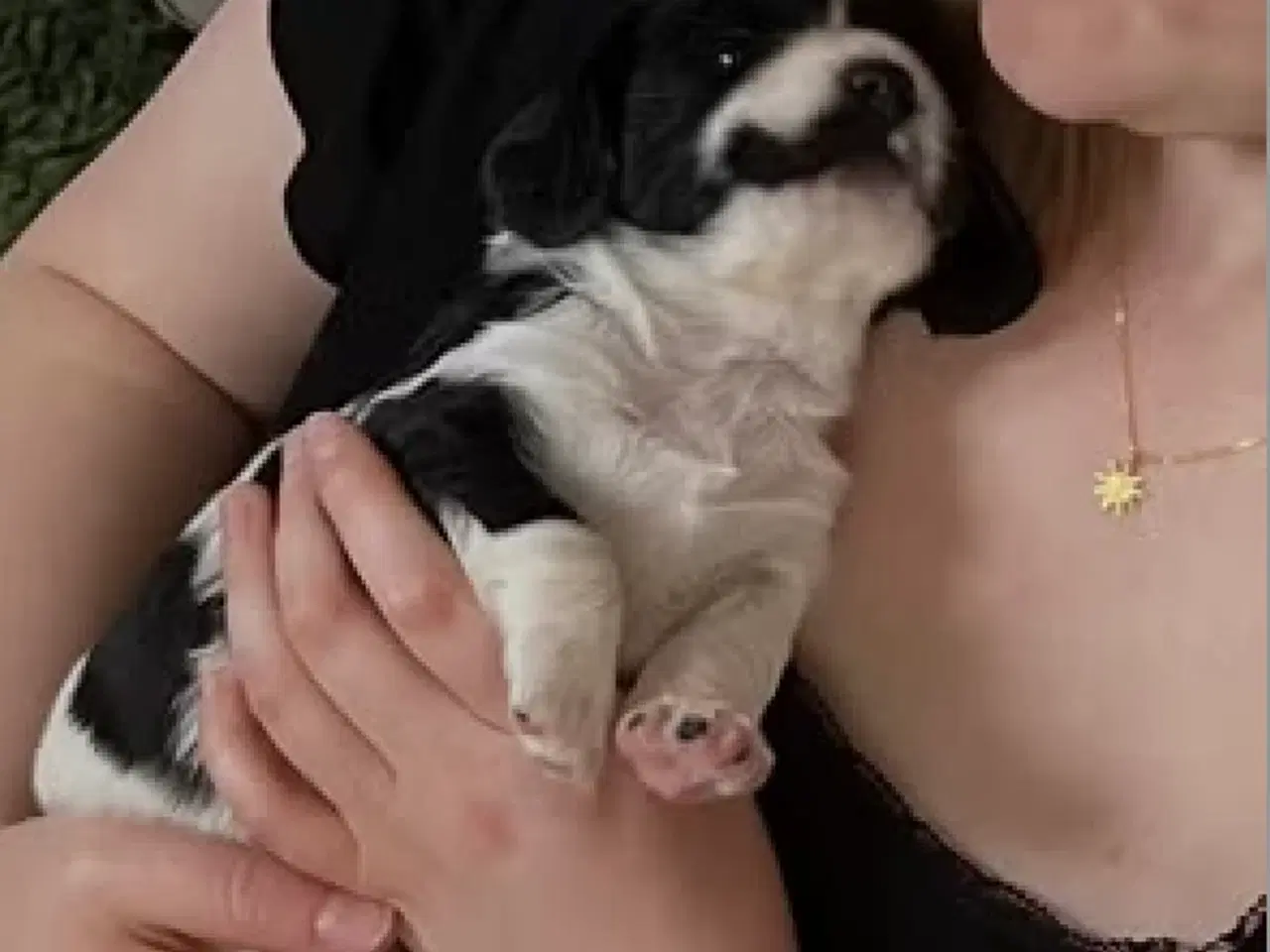 Billede 10 - Cockalier hvalpe med Aussie twist