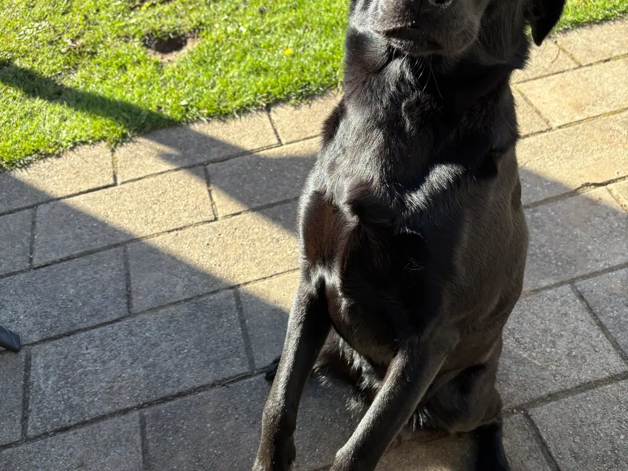 Billede 2 - Dejlig og kærlig og lydig hund 