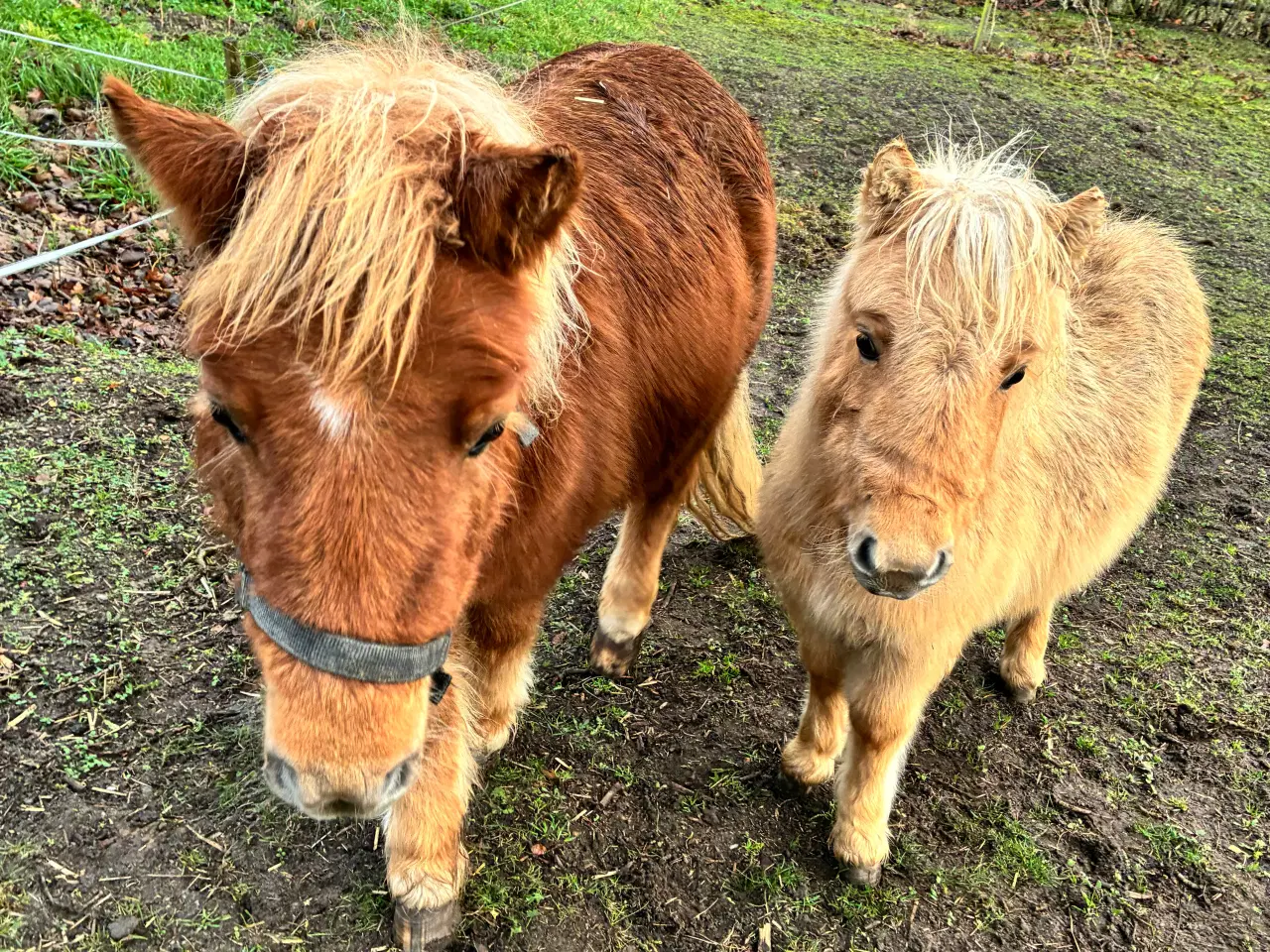 Billede 2 - Hingst/avlhopper Sælges 