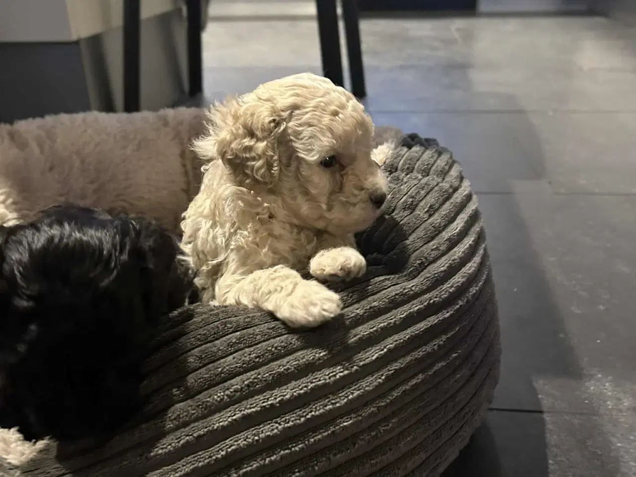 Billede 3 - Havapoo hvalpe