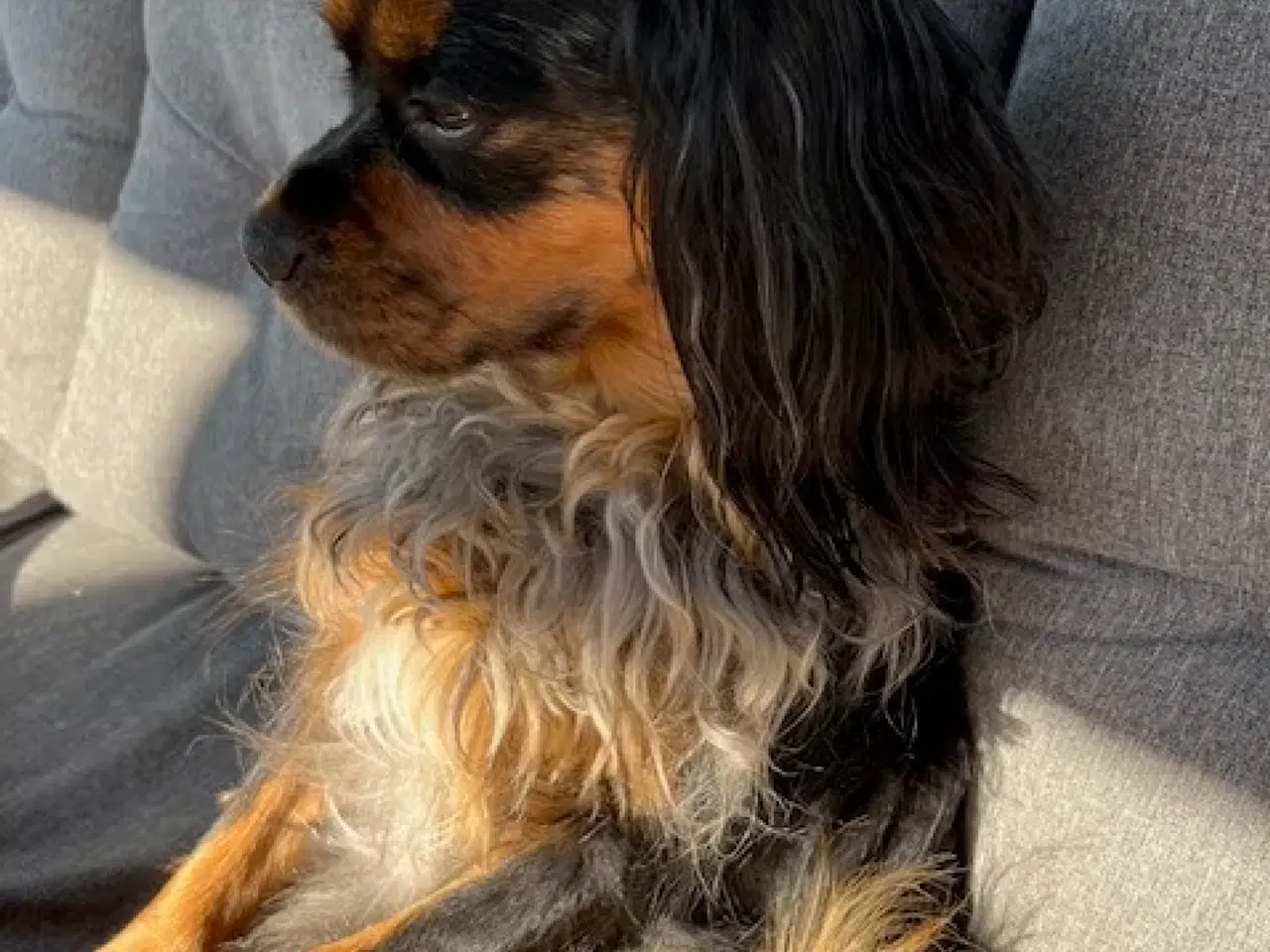 Billede 4 - Cockalier hvalpe med Aussie twist