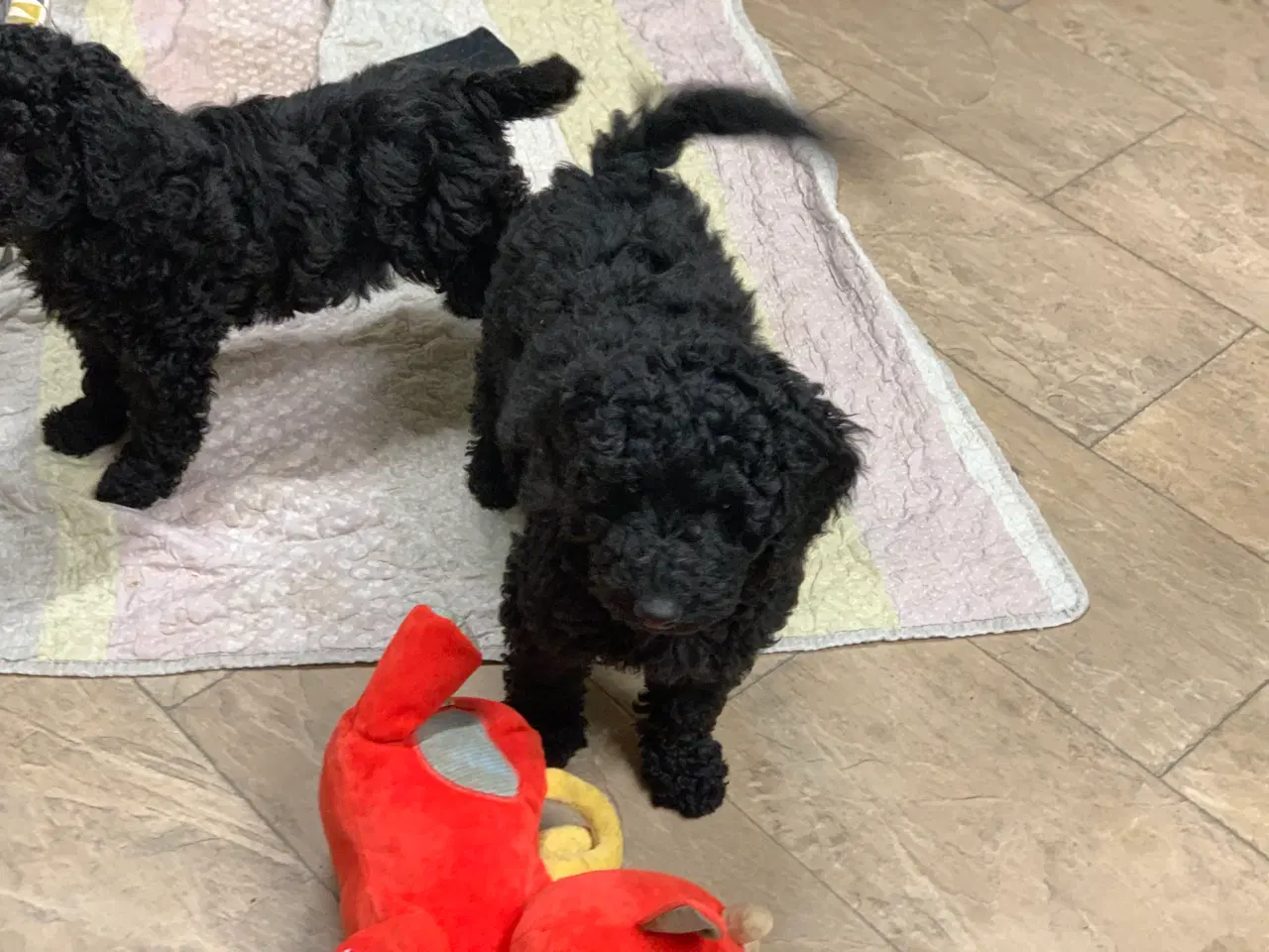 Billede 9 - Golden Doodle F1B babyer er rejse klar