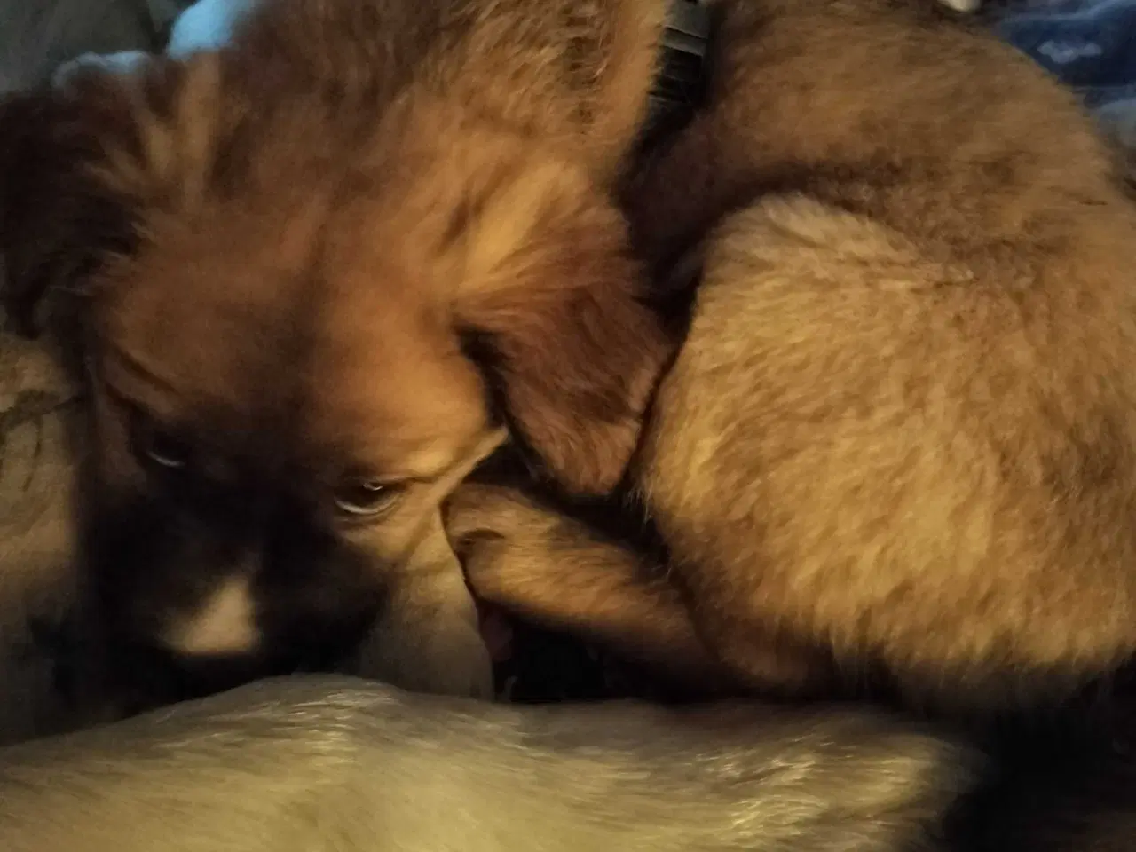 Billede 2 - Freja hunde hvalp