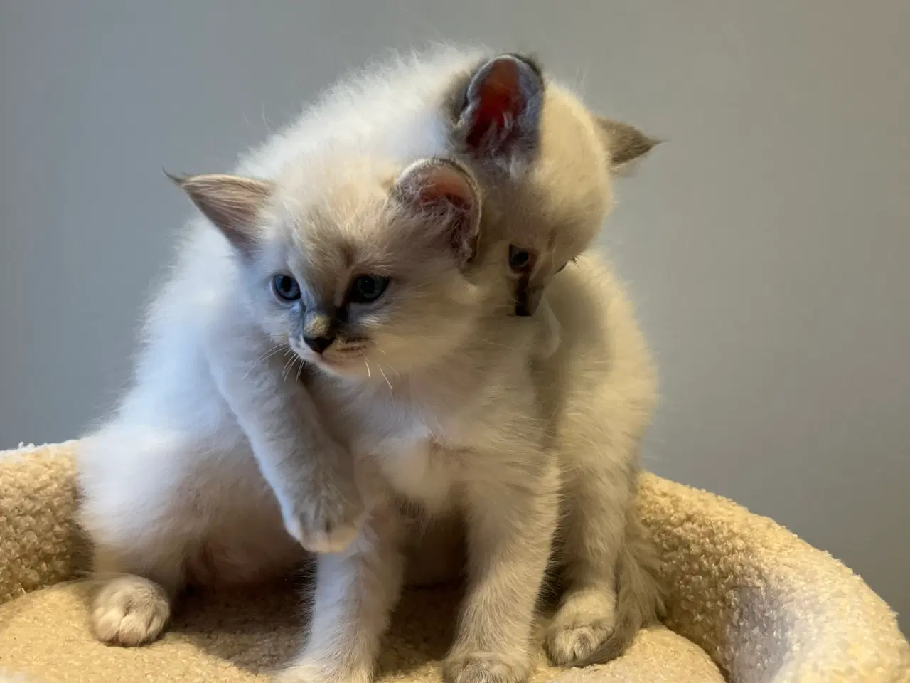 Billede 3 - Bedårende ragdolls killinger 