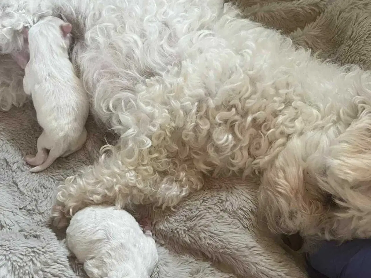 Billede 7 - Bichon frise tilbydes til avl