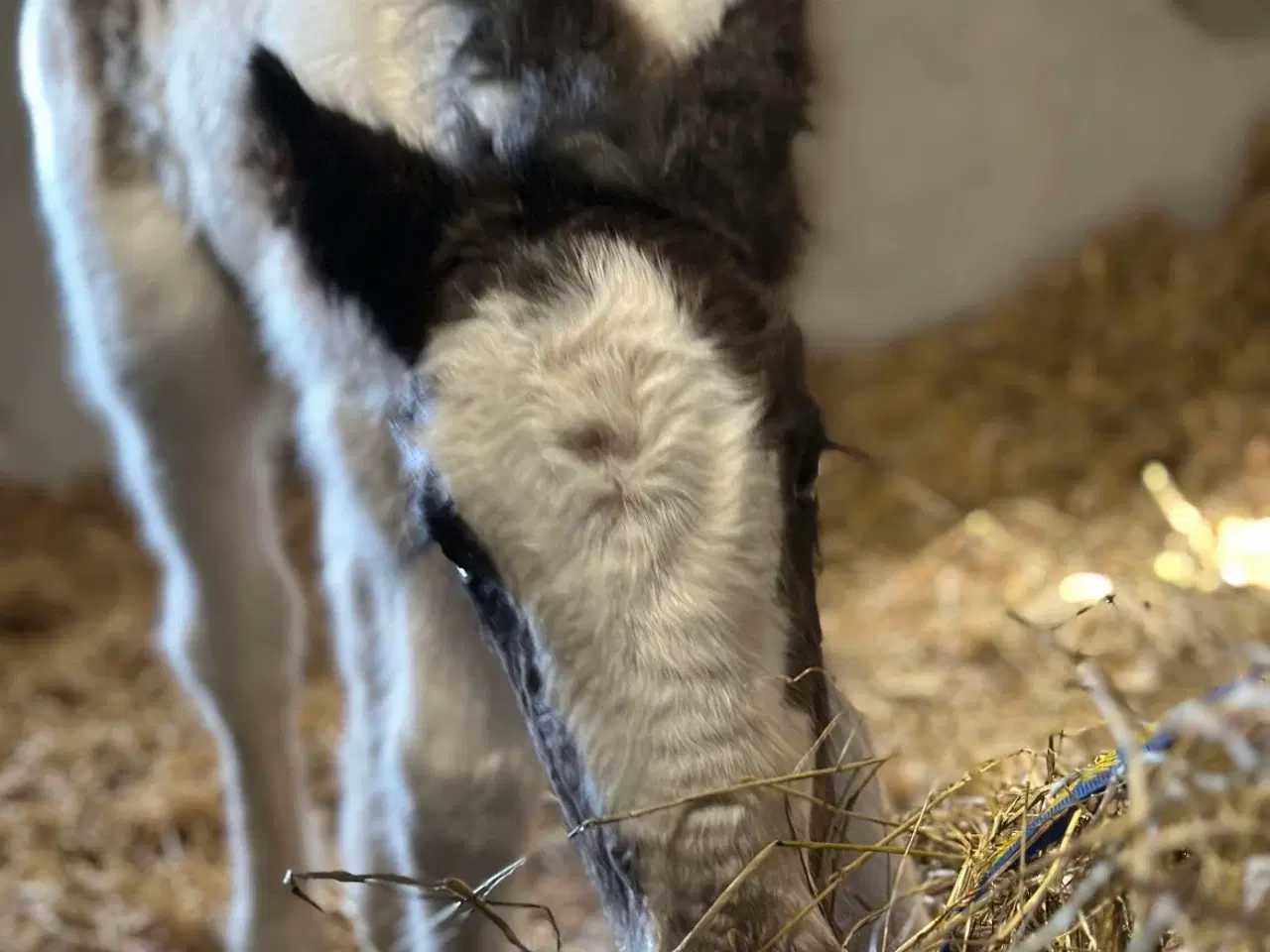 Billede 2 - Irish cob hoppeføl 