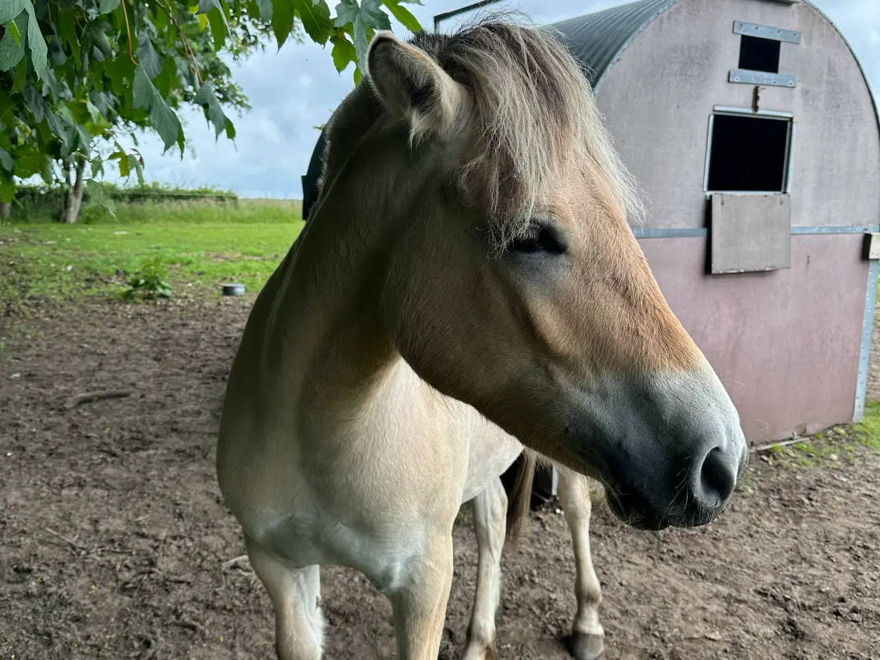 Billede 1 - FJORDHEST - Hoppe - 1 år 