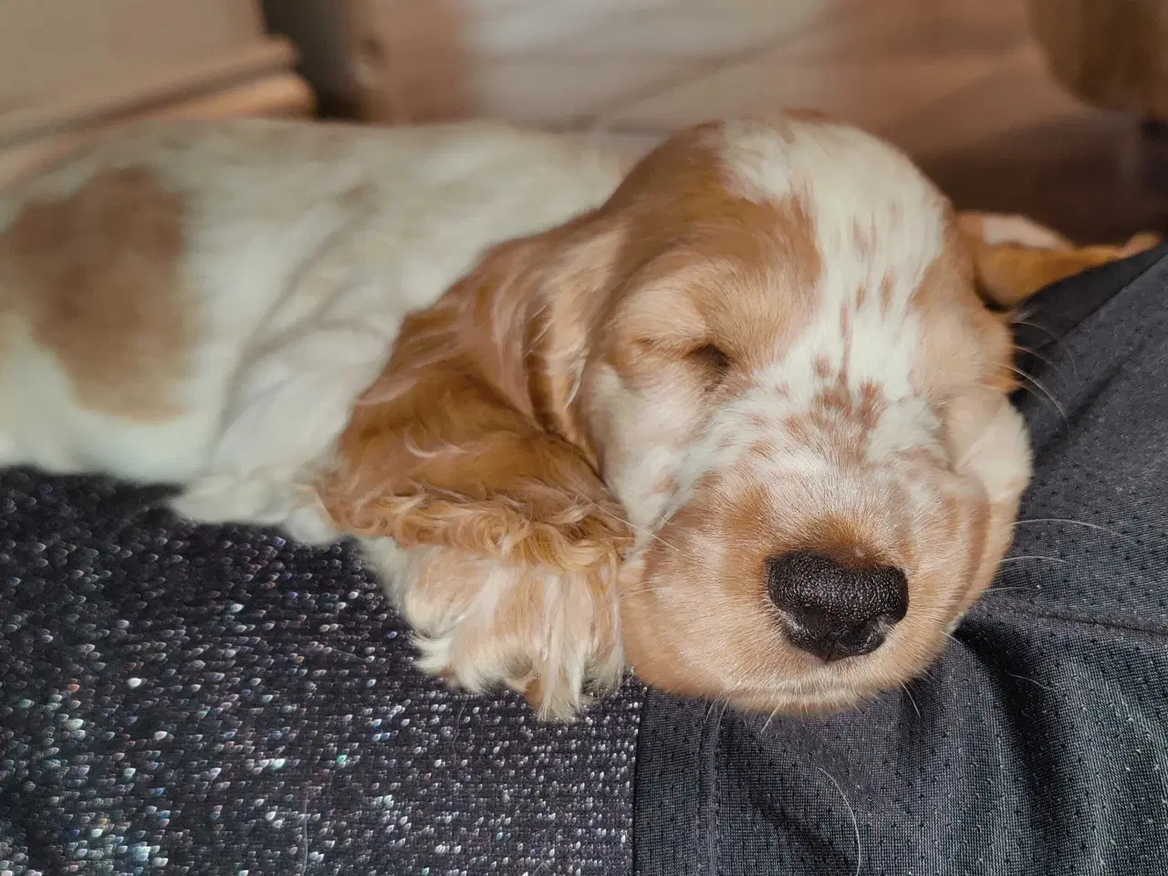 Billede 2 - Skøn cocker spaniel pige 