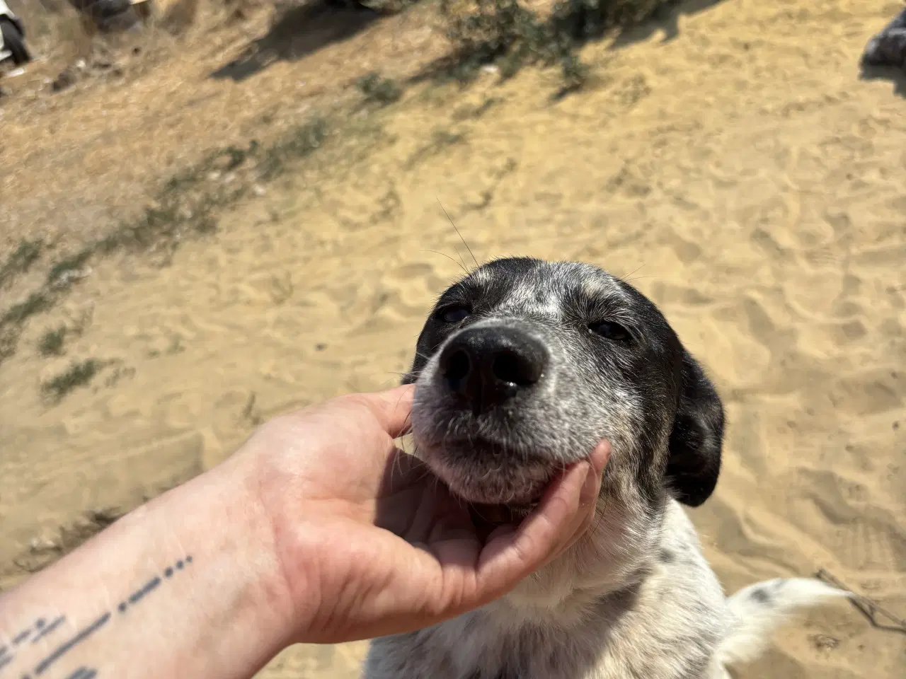 Billede 12 - Bella til adoption! 🩷