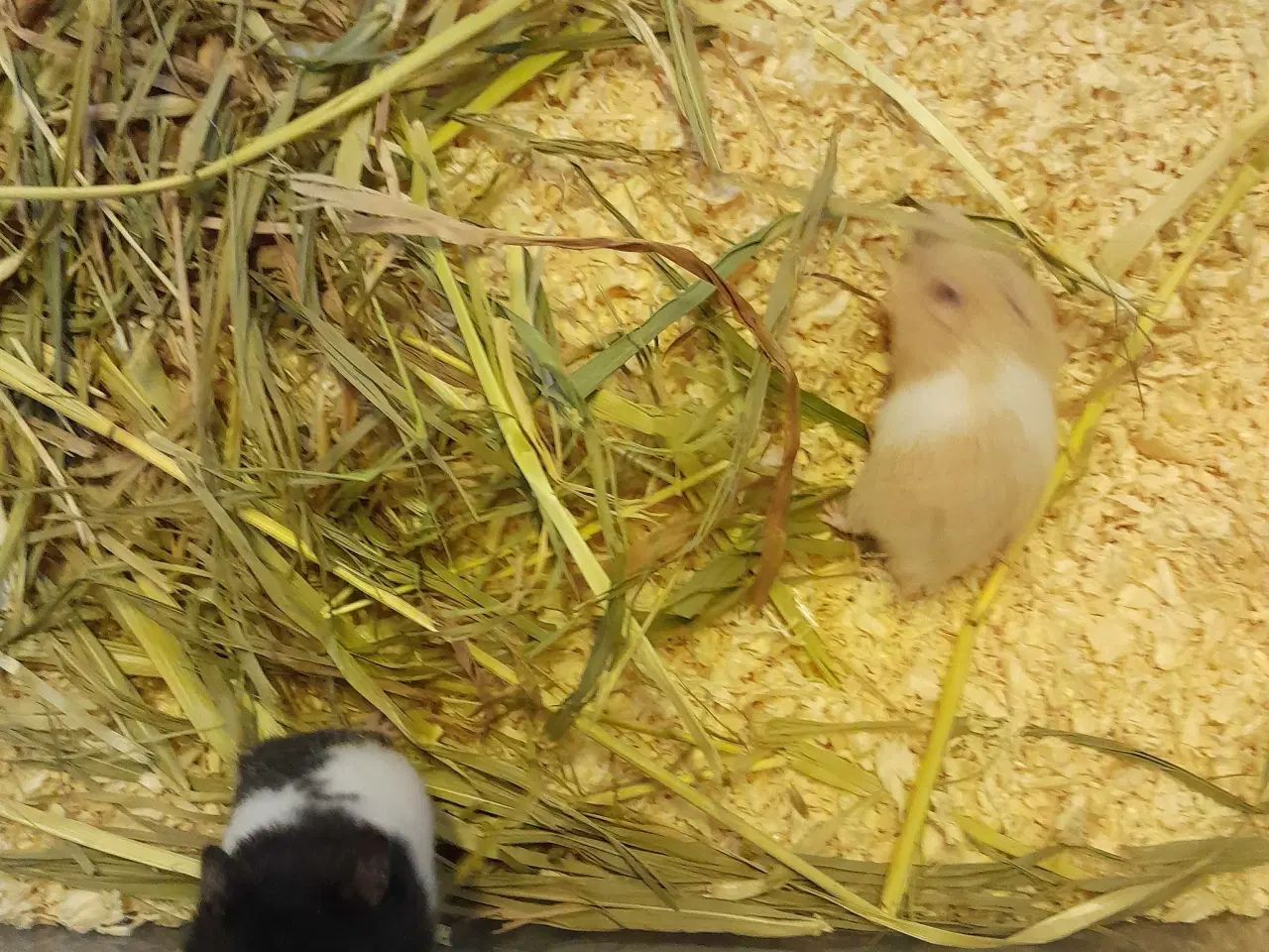 Billede 2 - Guld hamster unger