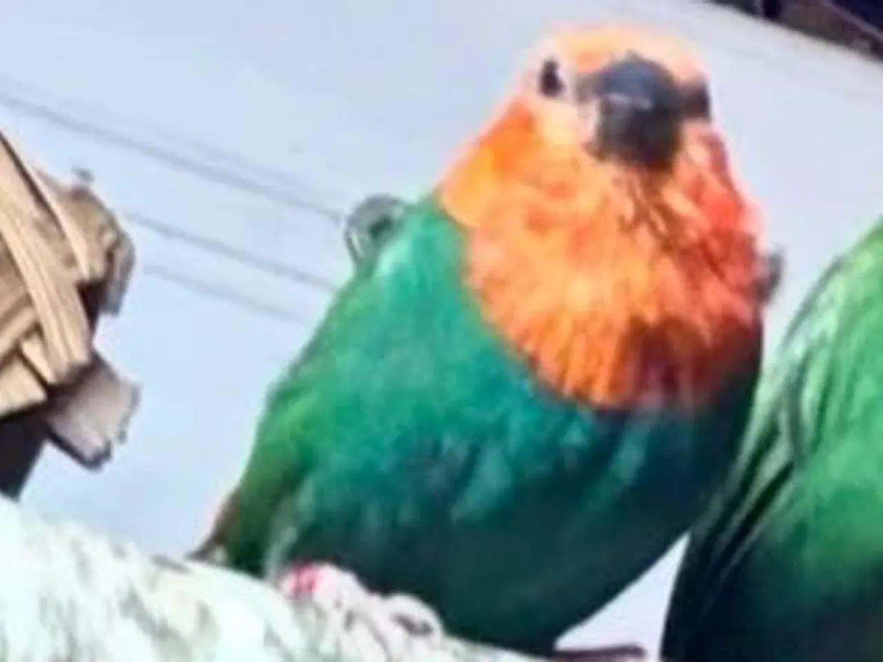 Billede 1 - Søgrøn papegøjeamadine 