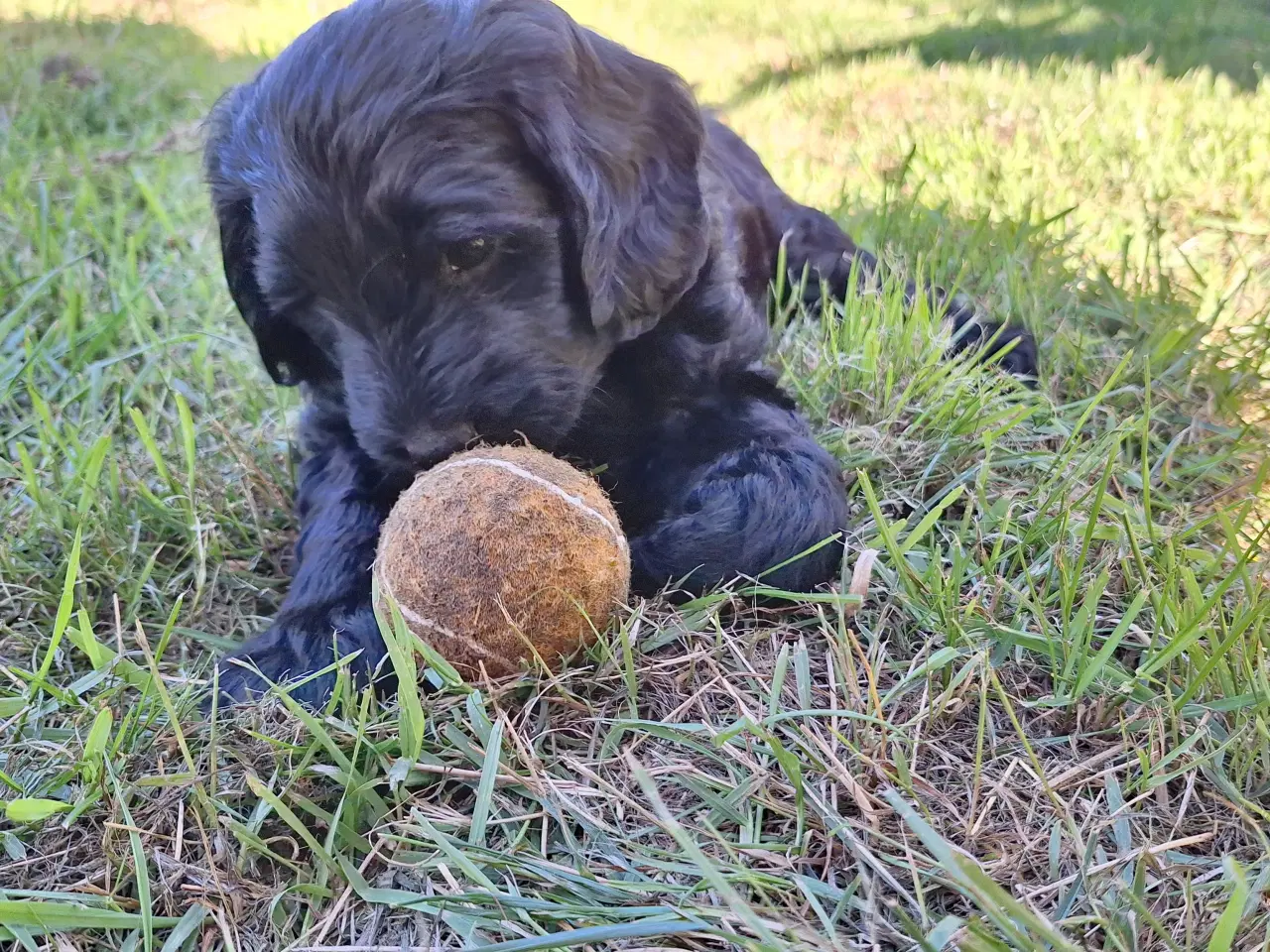 Billede 9 - Sorte Goldendoodle hvalpe