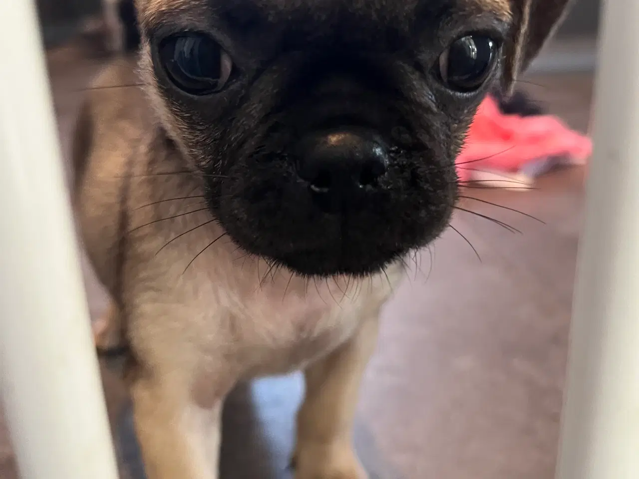 Billede 4 - Små søde mopsblandninger 🐶 