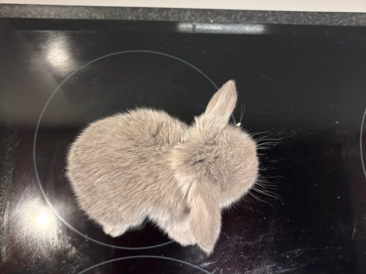 Billede 3 - Mini lop hun kanin