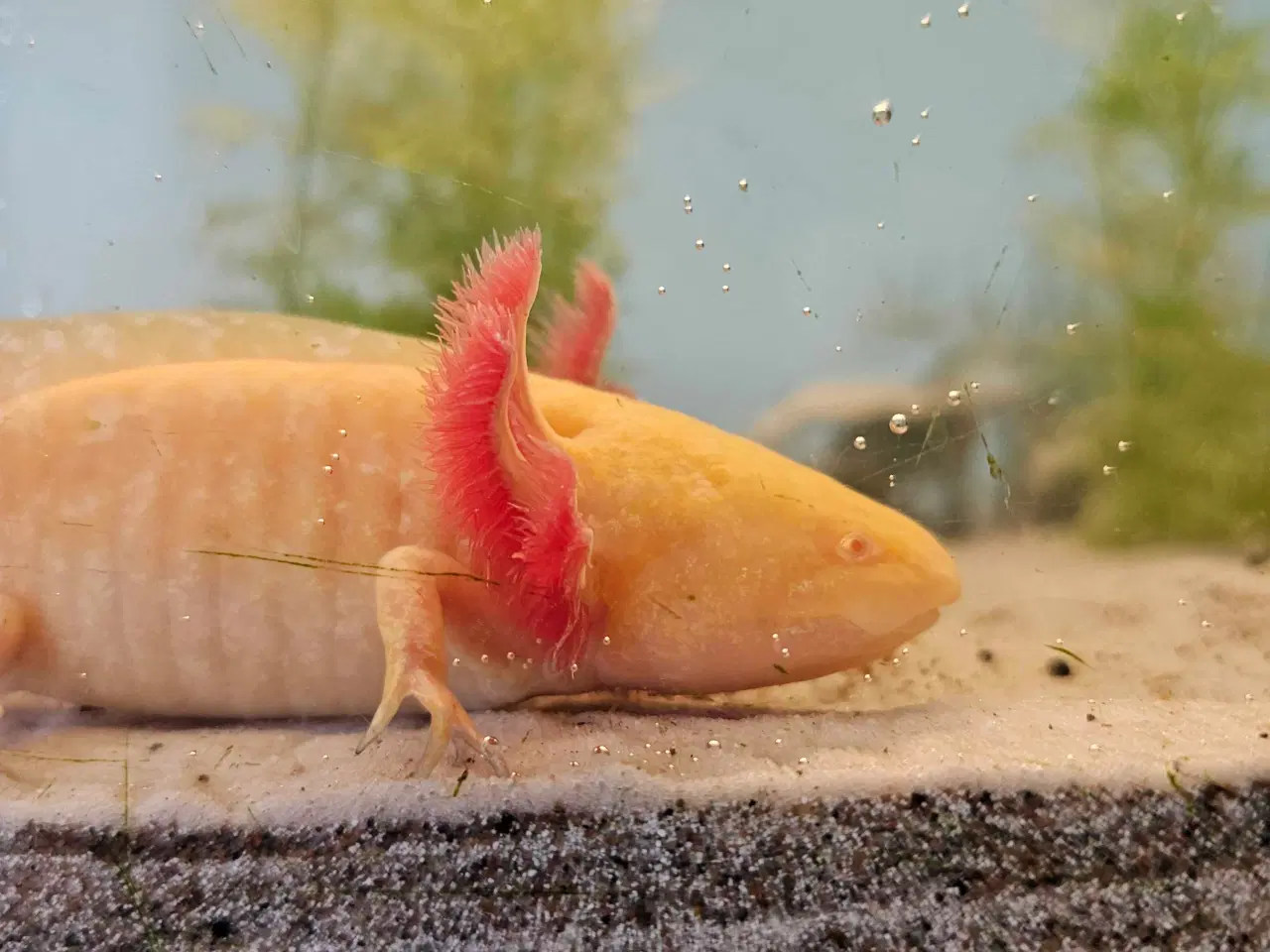 Billede 14 - Axolotl Avlsstamme 