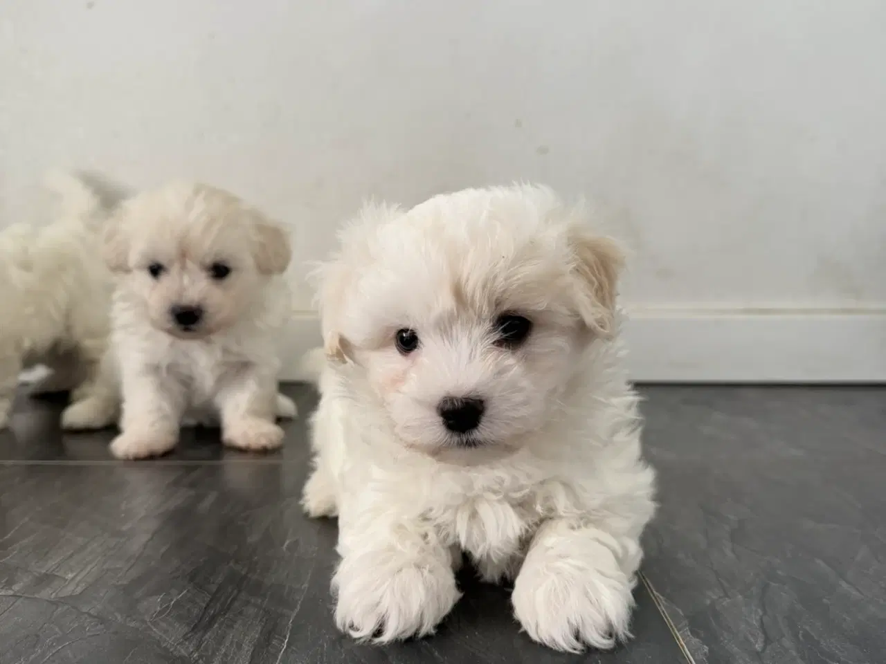 Billede 7 - 3 lækre malteser/bichon havanais hvalpe